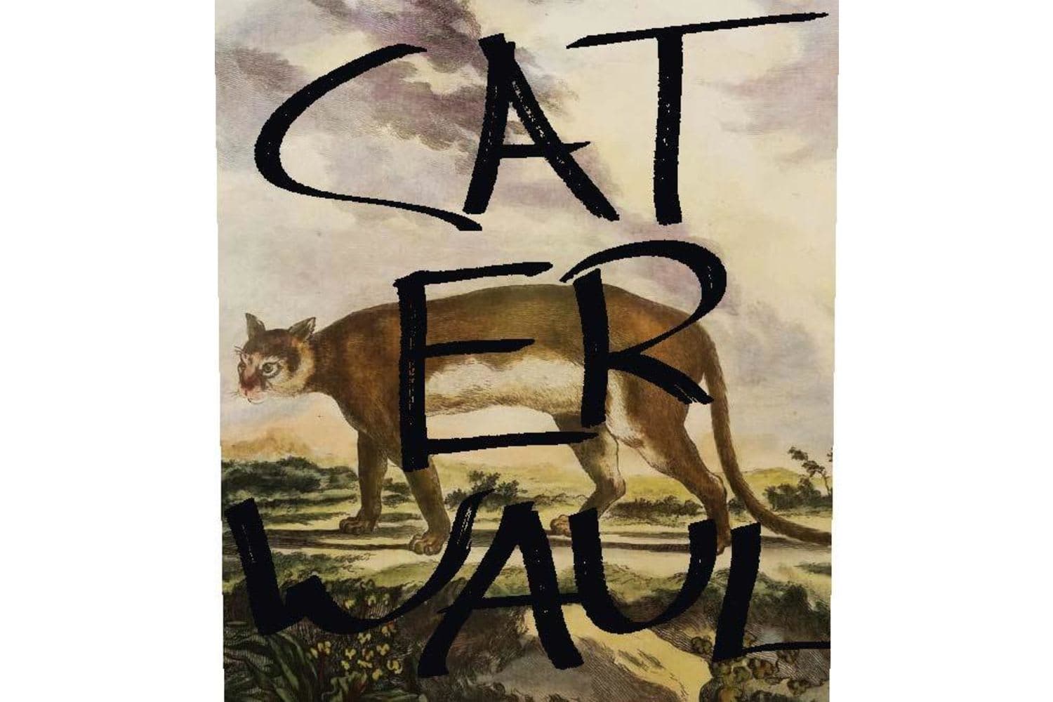 Caterwaul Napa Valley Cabernet Sauvignon 2023 750mL Bottle