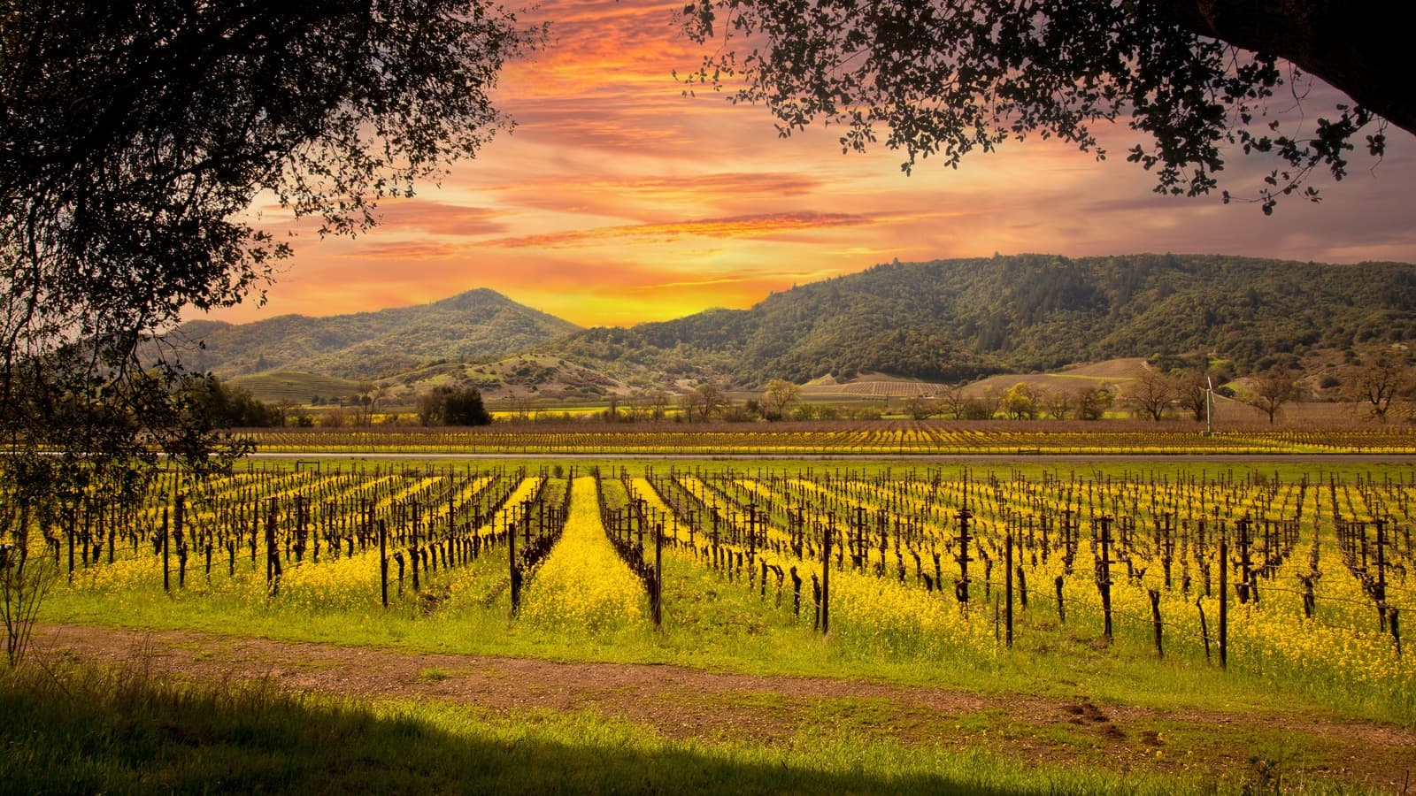 Napa Valley