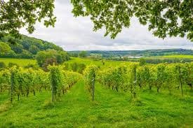 Belgium wines and spirits