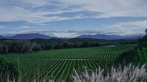 Bolivia wines and spirits