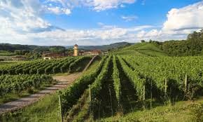 Brazil wines and spirits