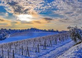 Canada wines and spirits