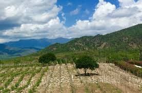 Dominican Republic wines and spirits