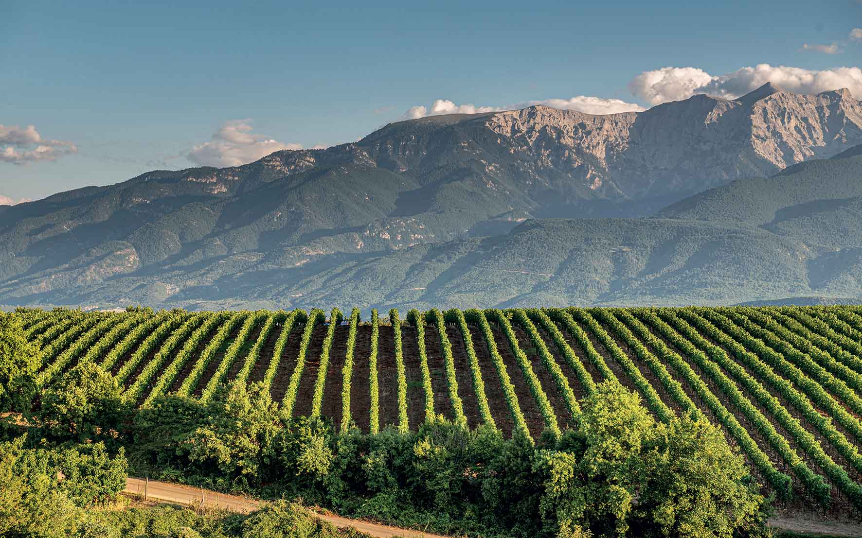 Greece wines and spirits