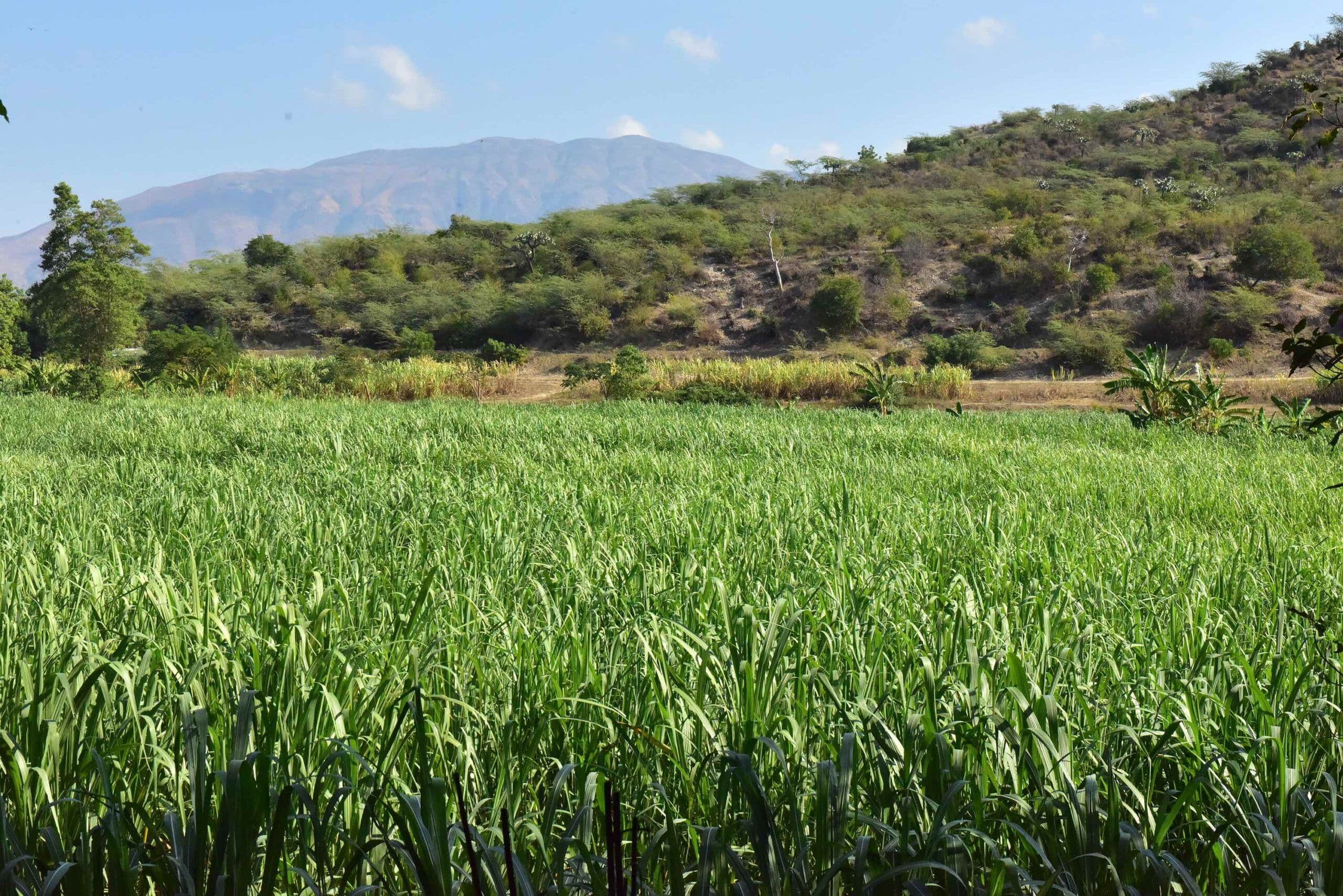 Haiti wines and spirits