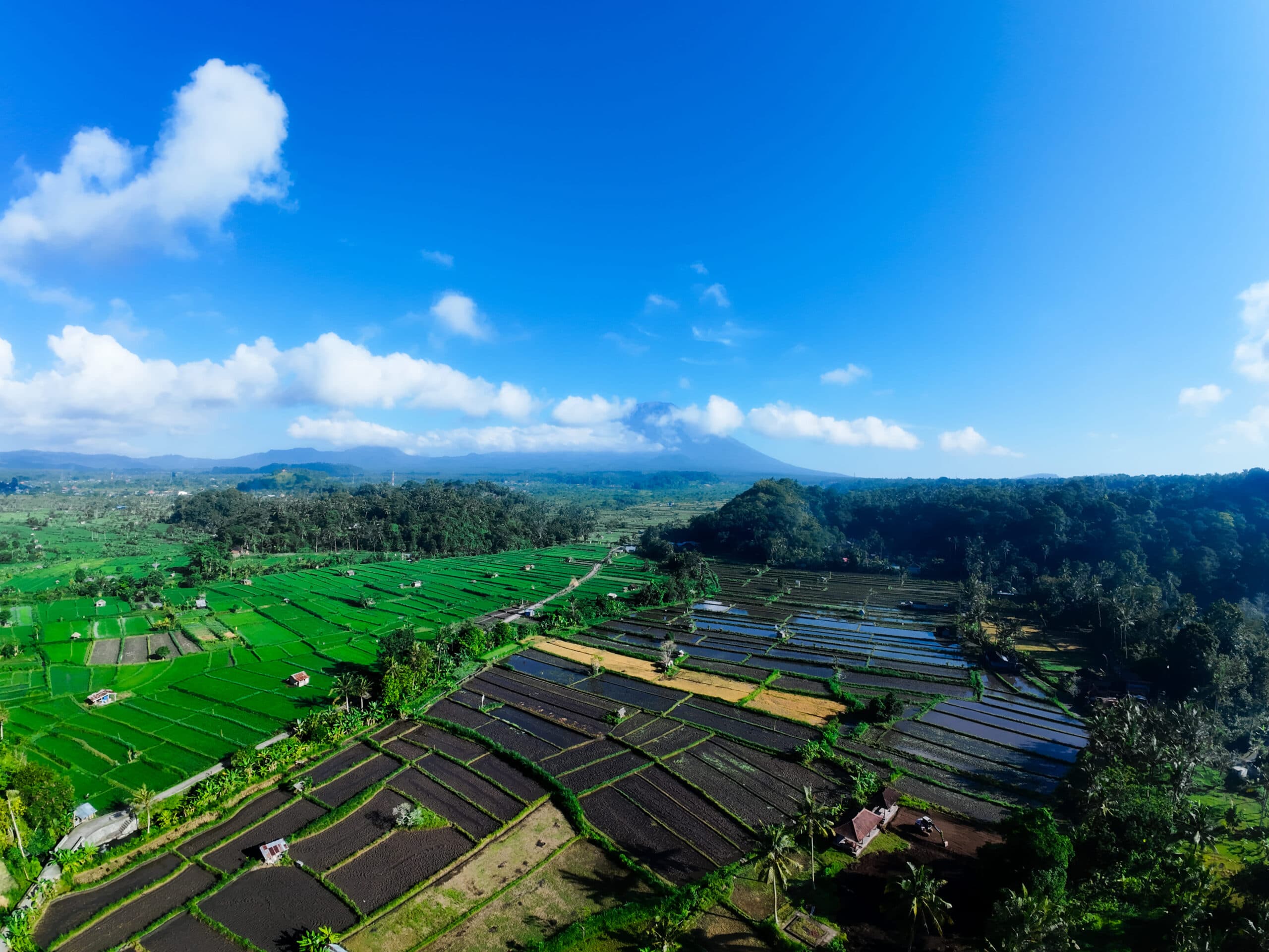 Indonesia wines and spirits