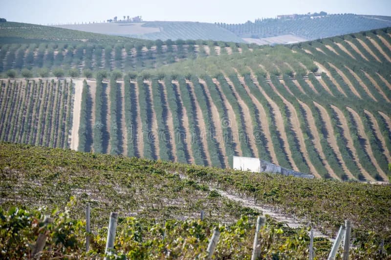 Jerez-Xérès-Sherry wines and spirits