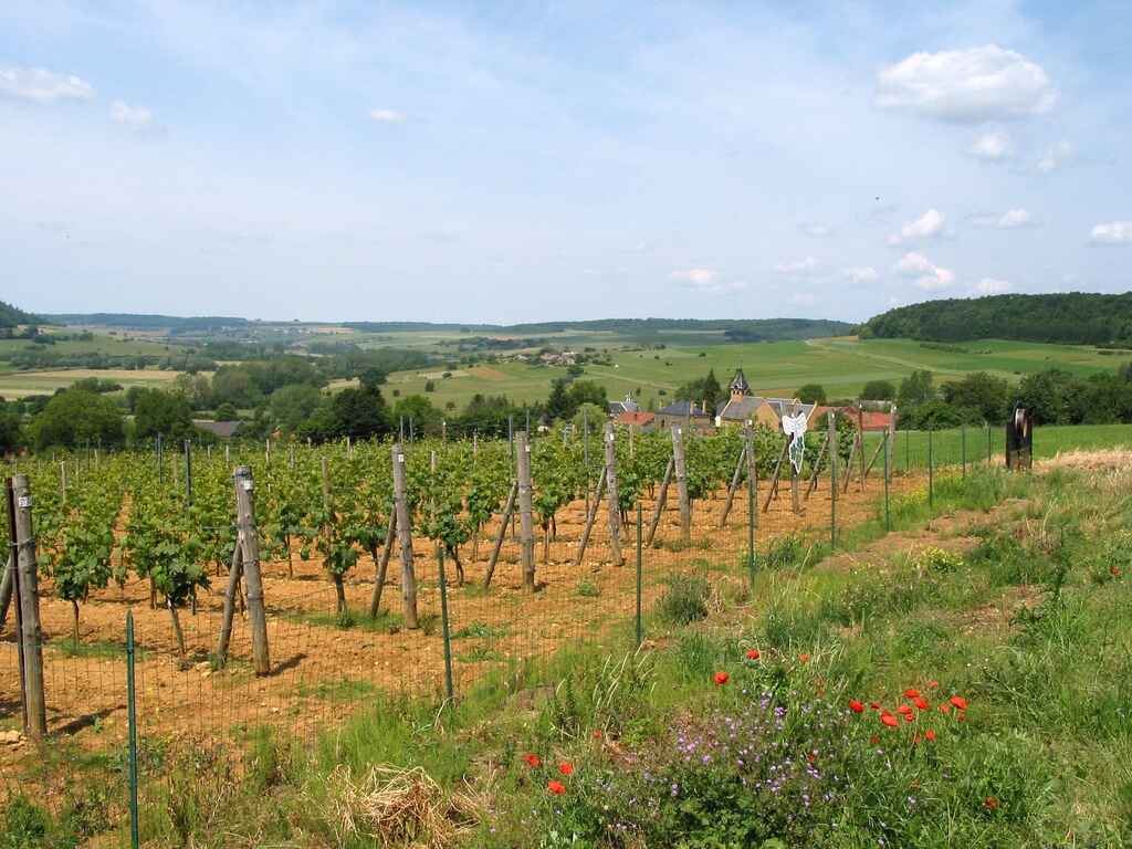 Wallonia wines and spirits