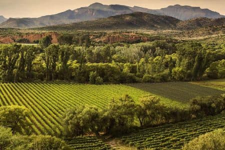 Tarija wines and spirits