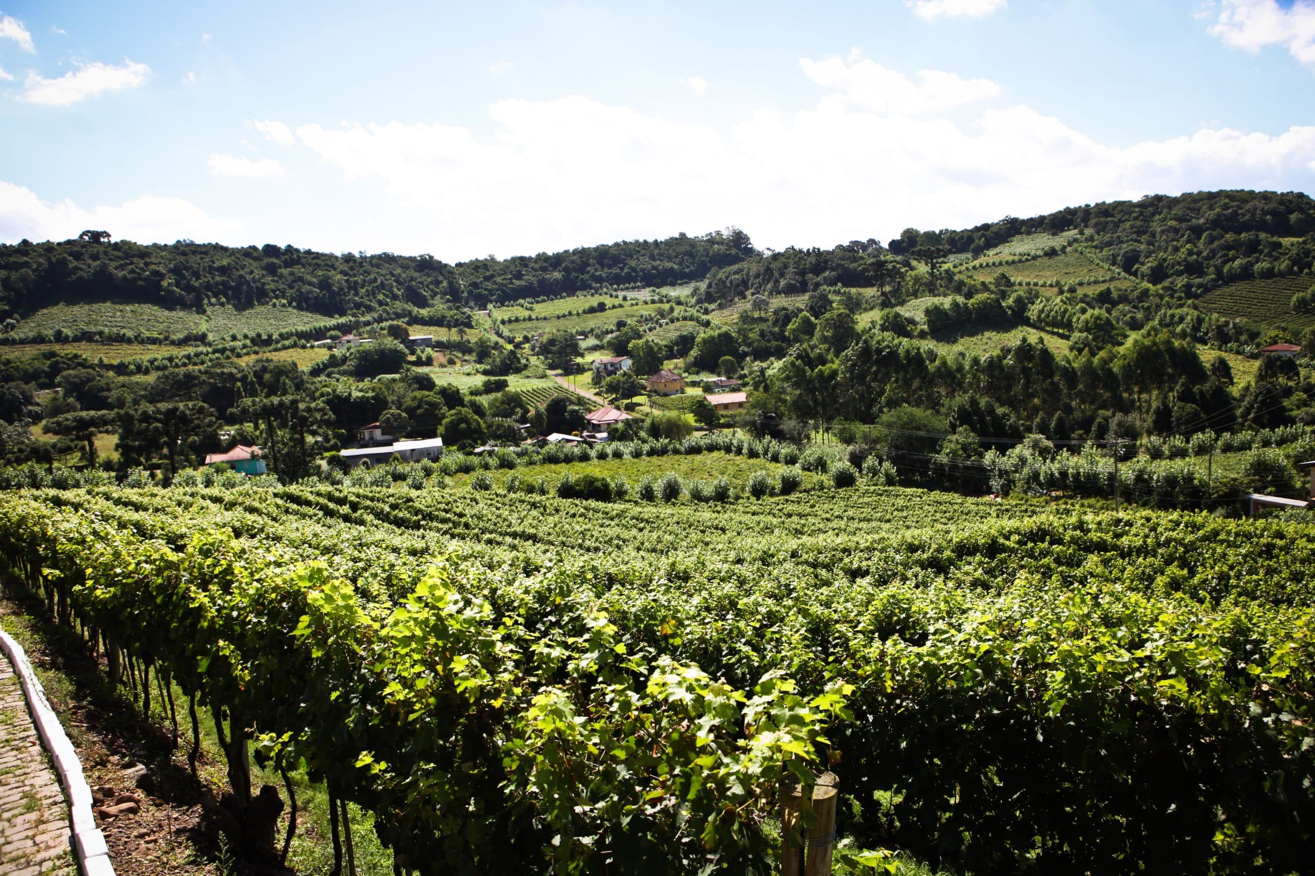 Serra Gaucha wines and spirits
