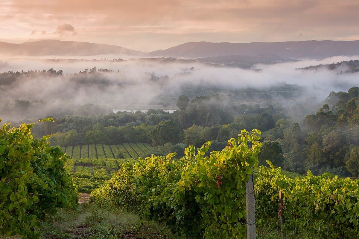 Rias Baixas wines and spirits