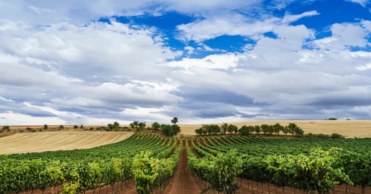 Ribera del Duero wines and spirits