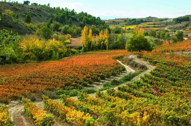 Rioja wines and spirits