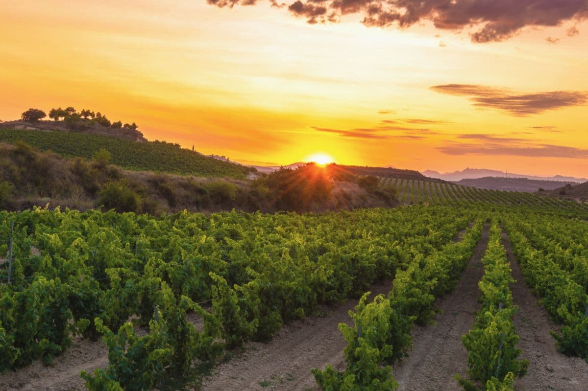 Vino de la Tierra de Castilla wines and spirits
