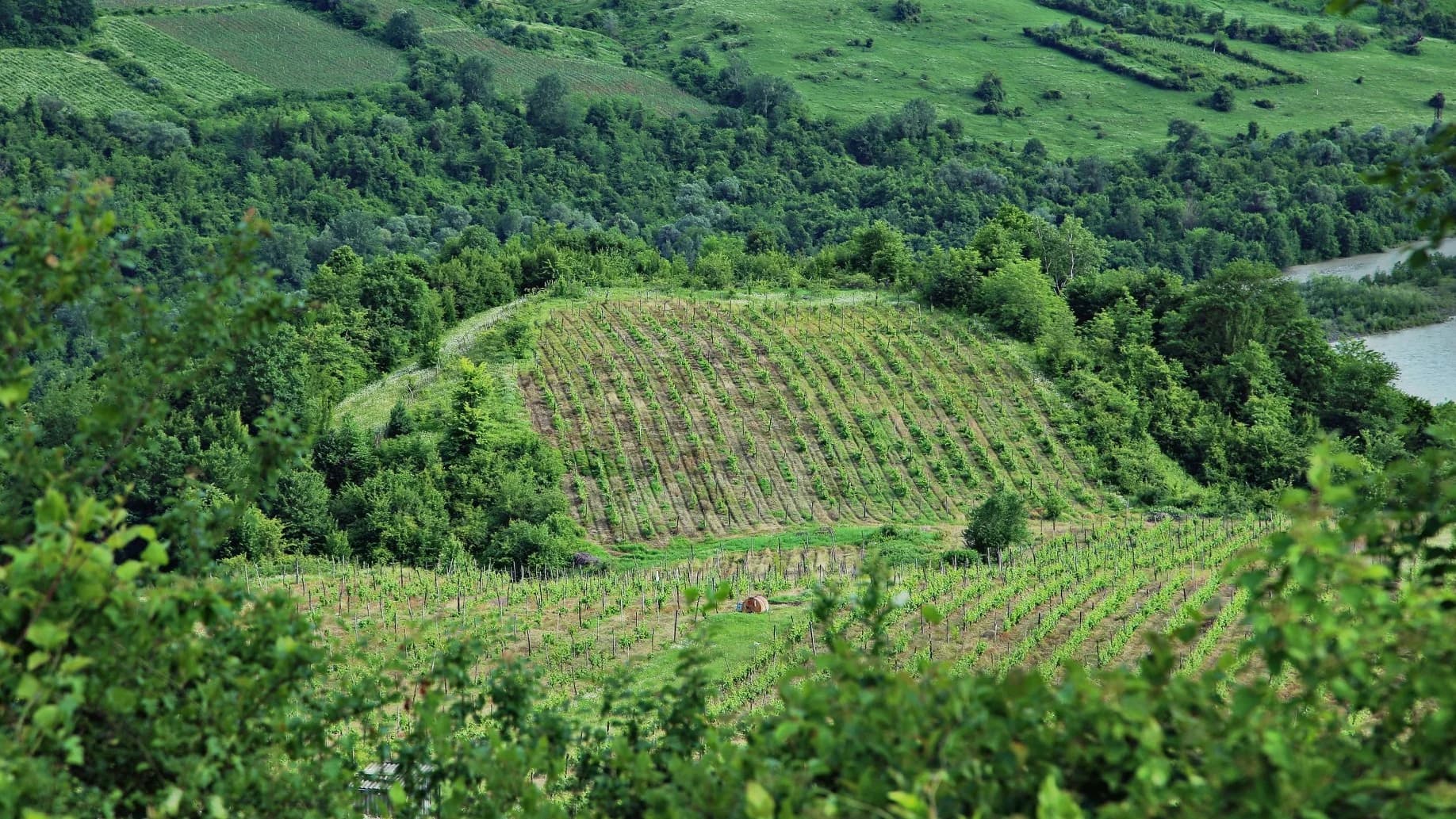 Racha-Lechkhumi wines and spirits