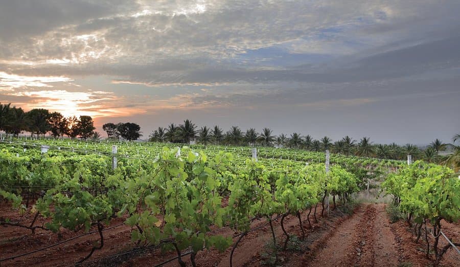 Karnataka wines and spirits