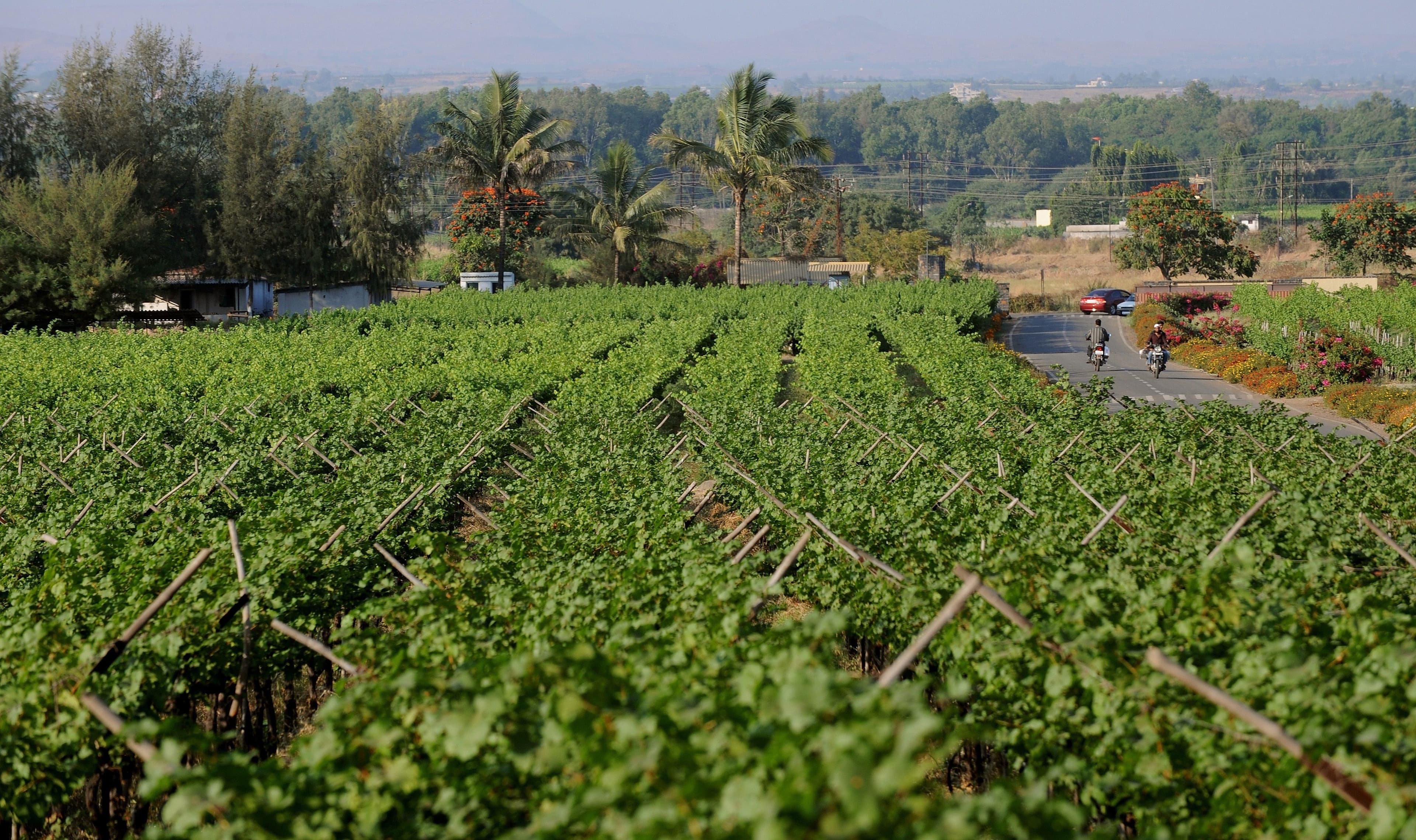 Maharashtra wines and spirits