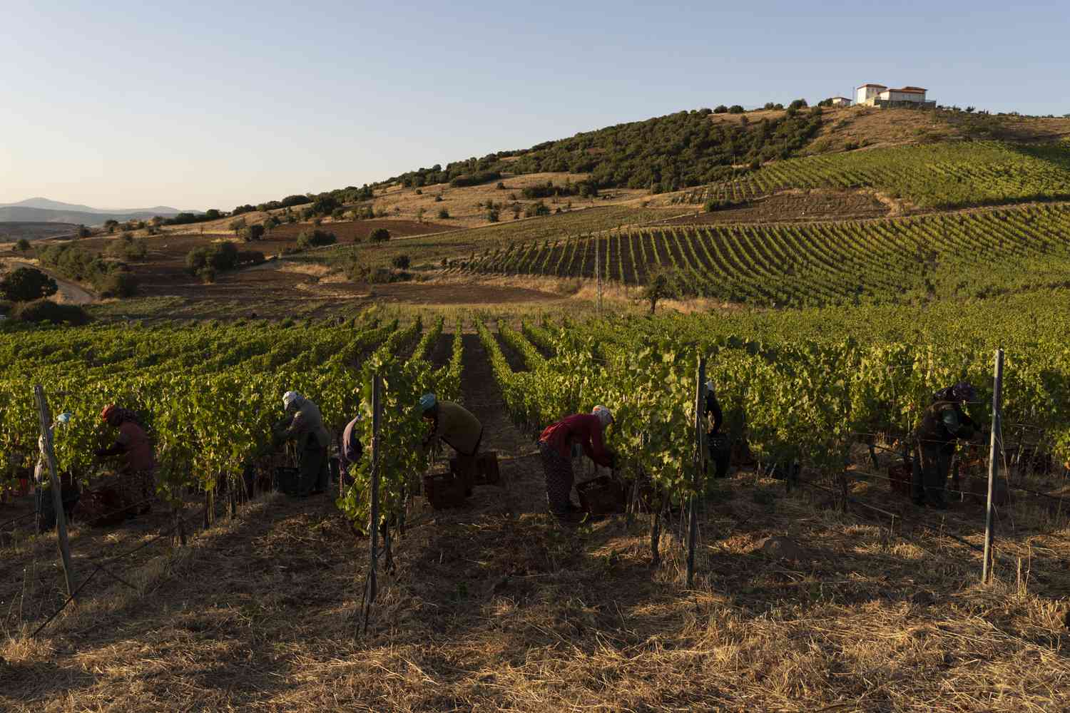 Aegean wines and spirits