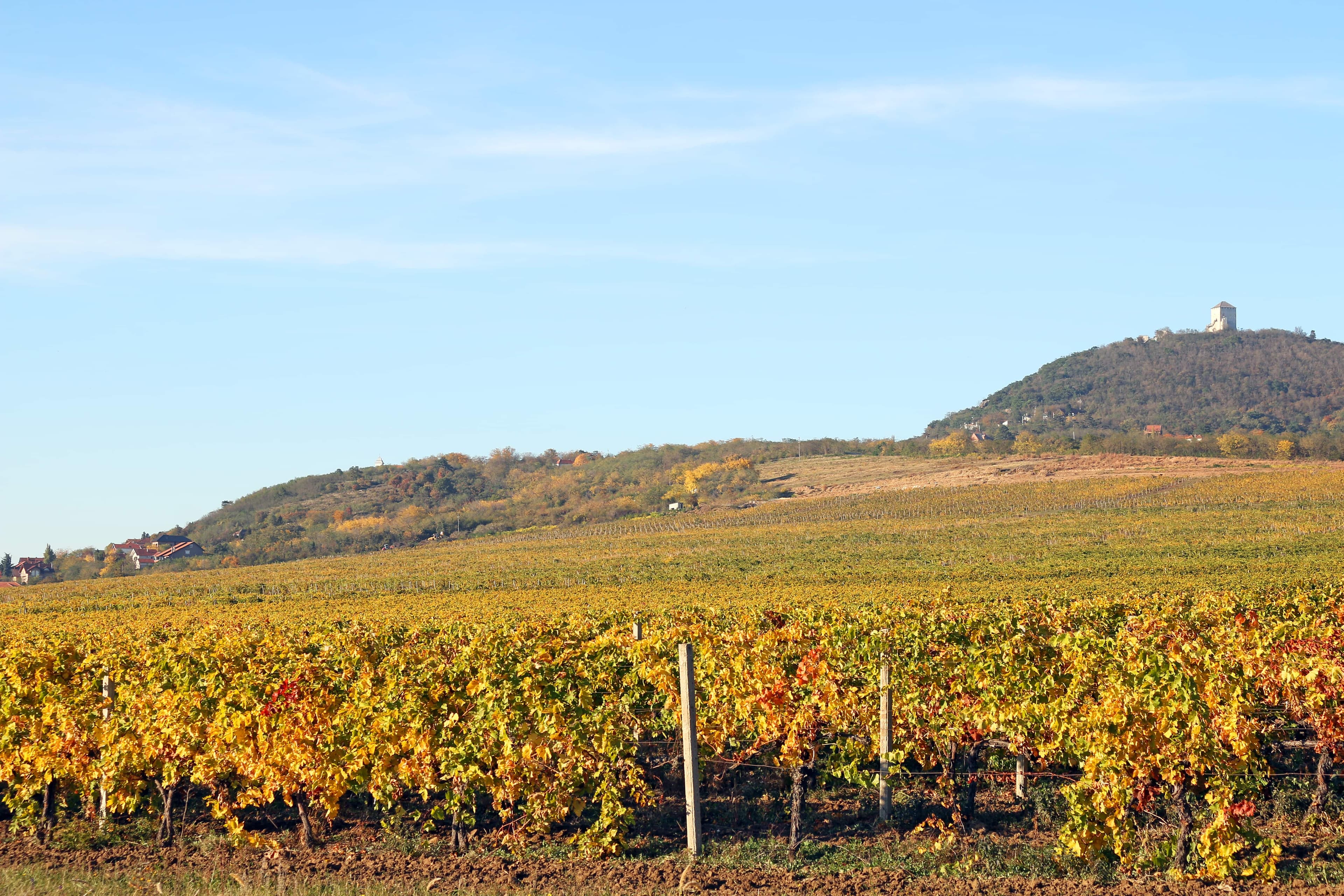 Muntenia-Oltenia wines and spirits