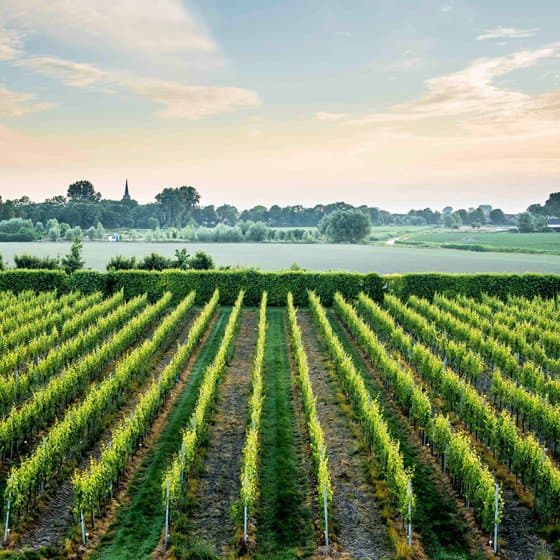 North Holland wines and spirits