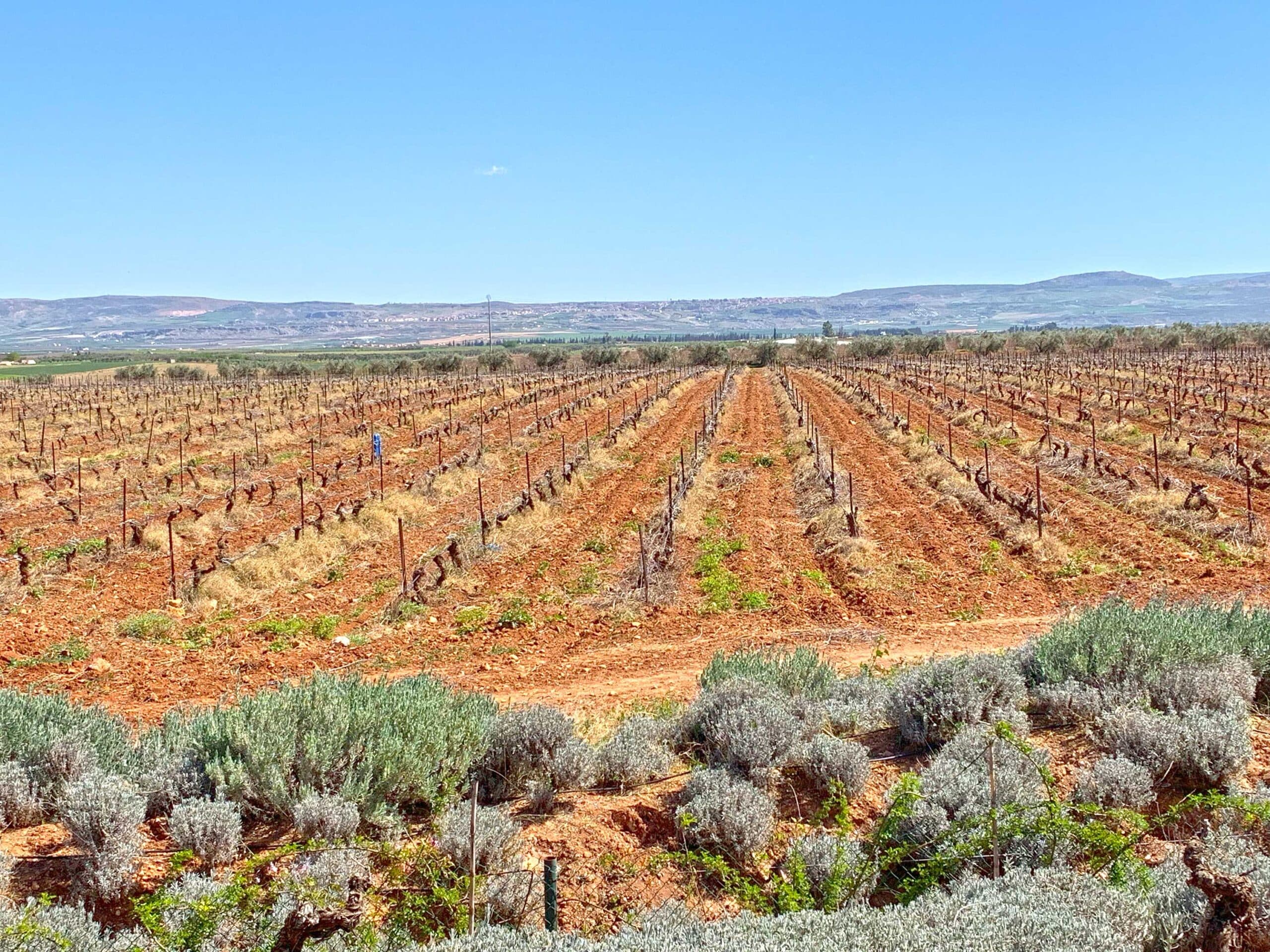 Rabat-Casablanca wines and spirits