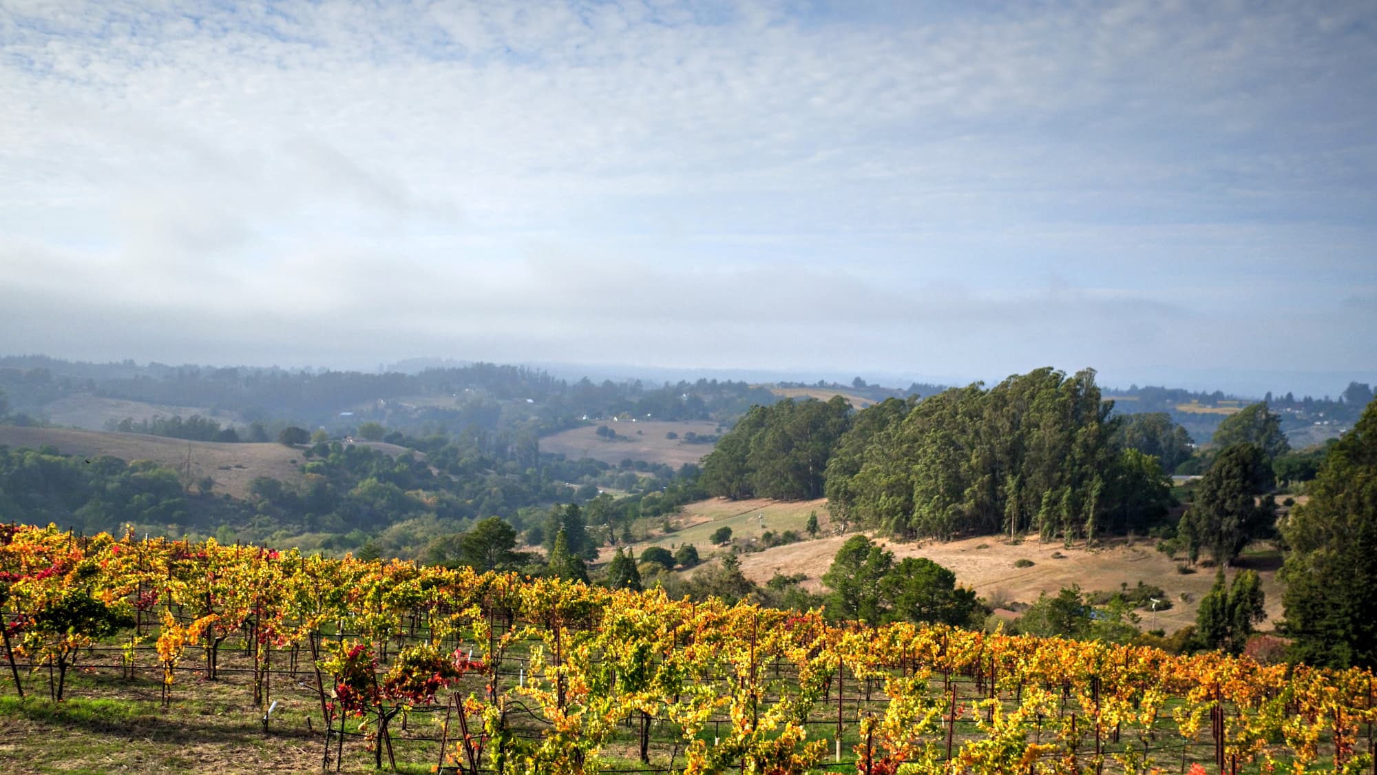 Riga region wines and spirits