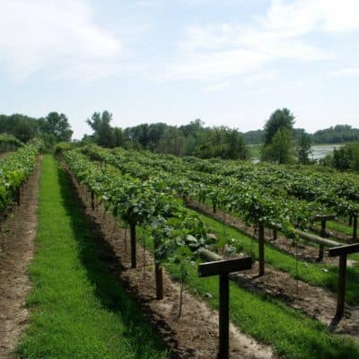 Saint Croix wines and spirits