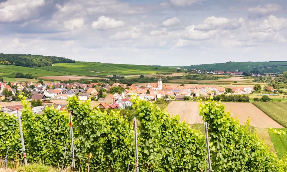 Tikveš wines and spirits