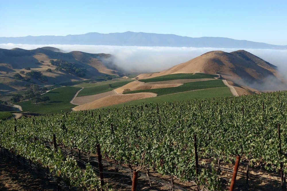 Cannonau di Sardegna wines and spirits