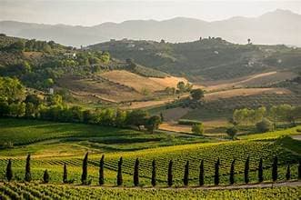Montepulciano d'Abruzzo wines and spirits