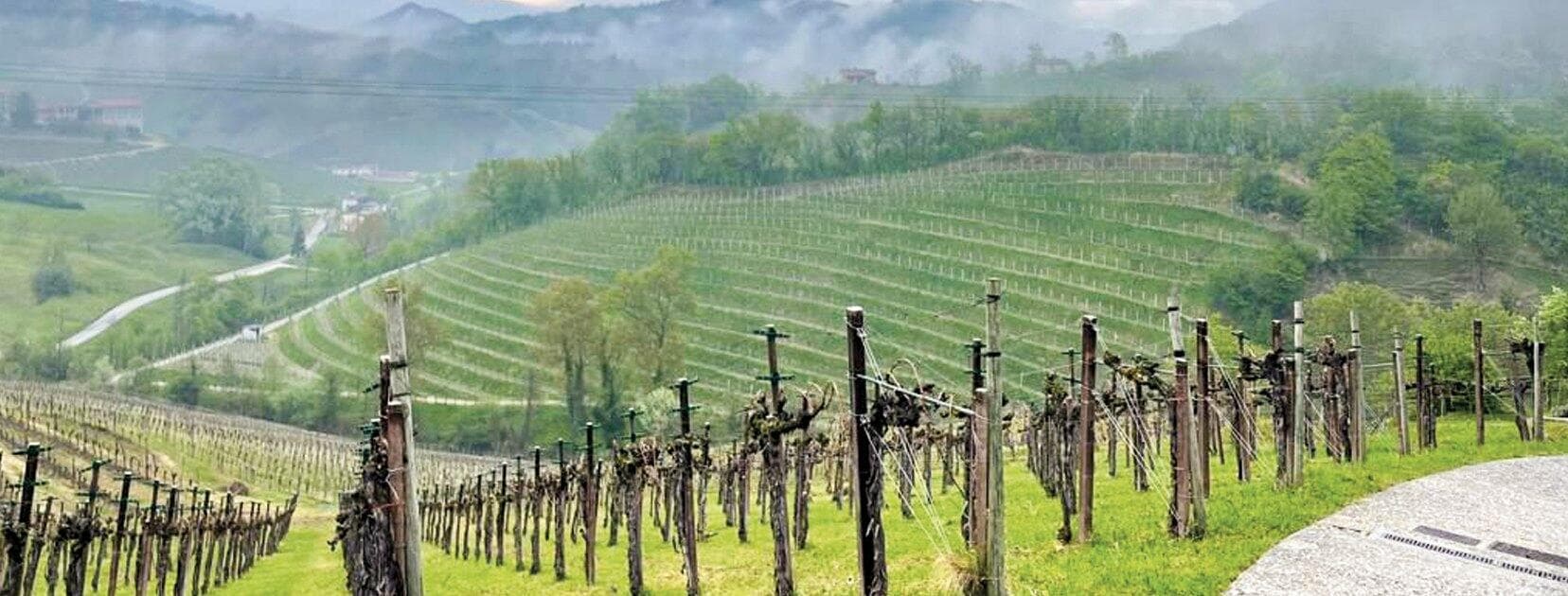 Provincia di Pavia wines and spirits