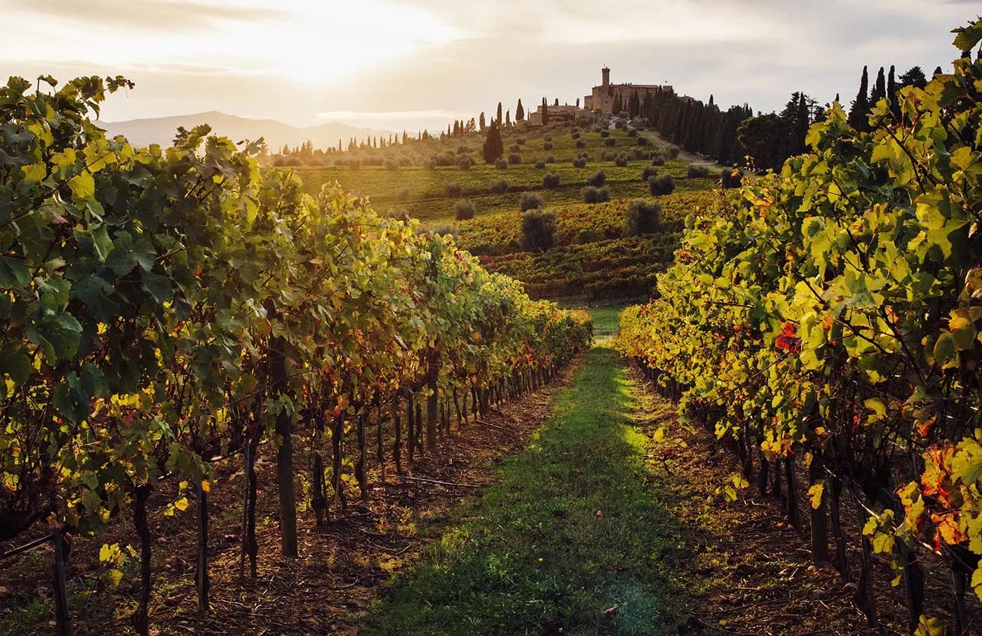 Salento wines and spirits