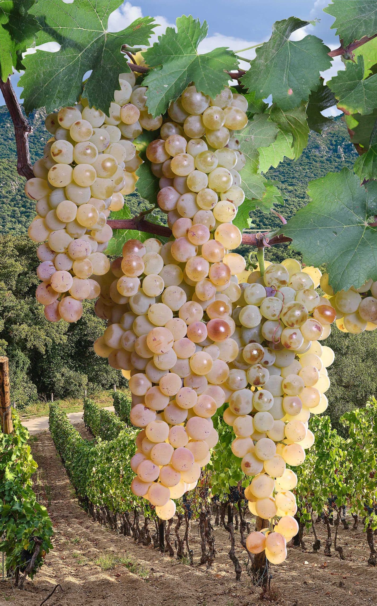 Vermentino di Sardegna wines and spirits