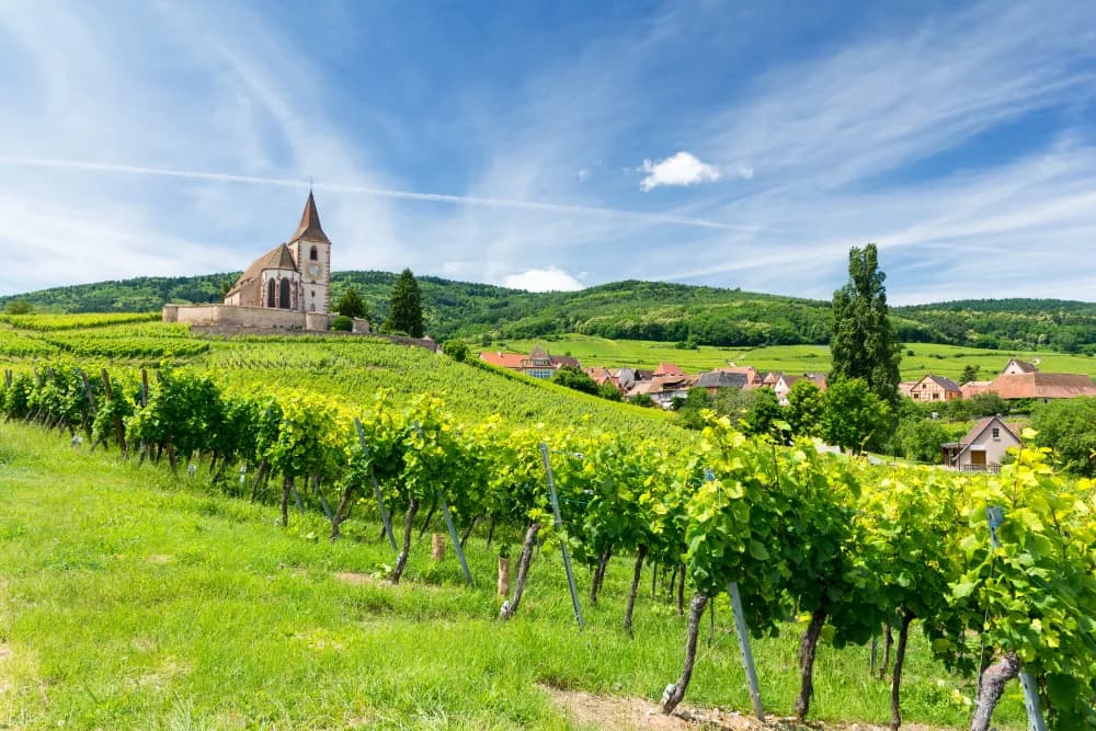 Alsace wines and spirits