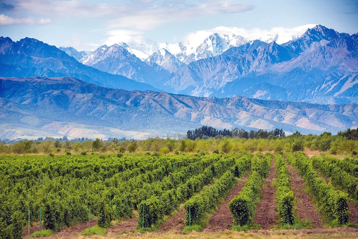 Lujan de Cuyo wines and spirits