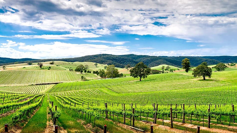 Barossa Valley wines and spirits