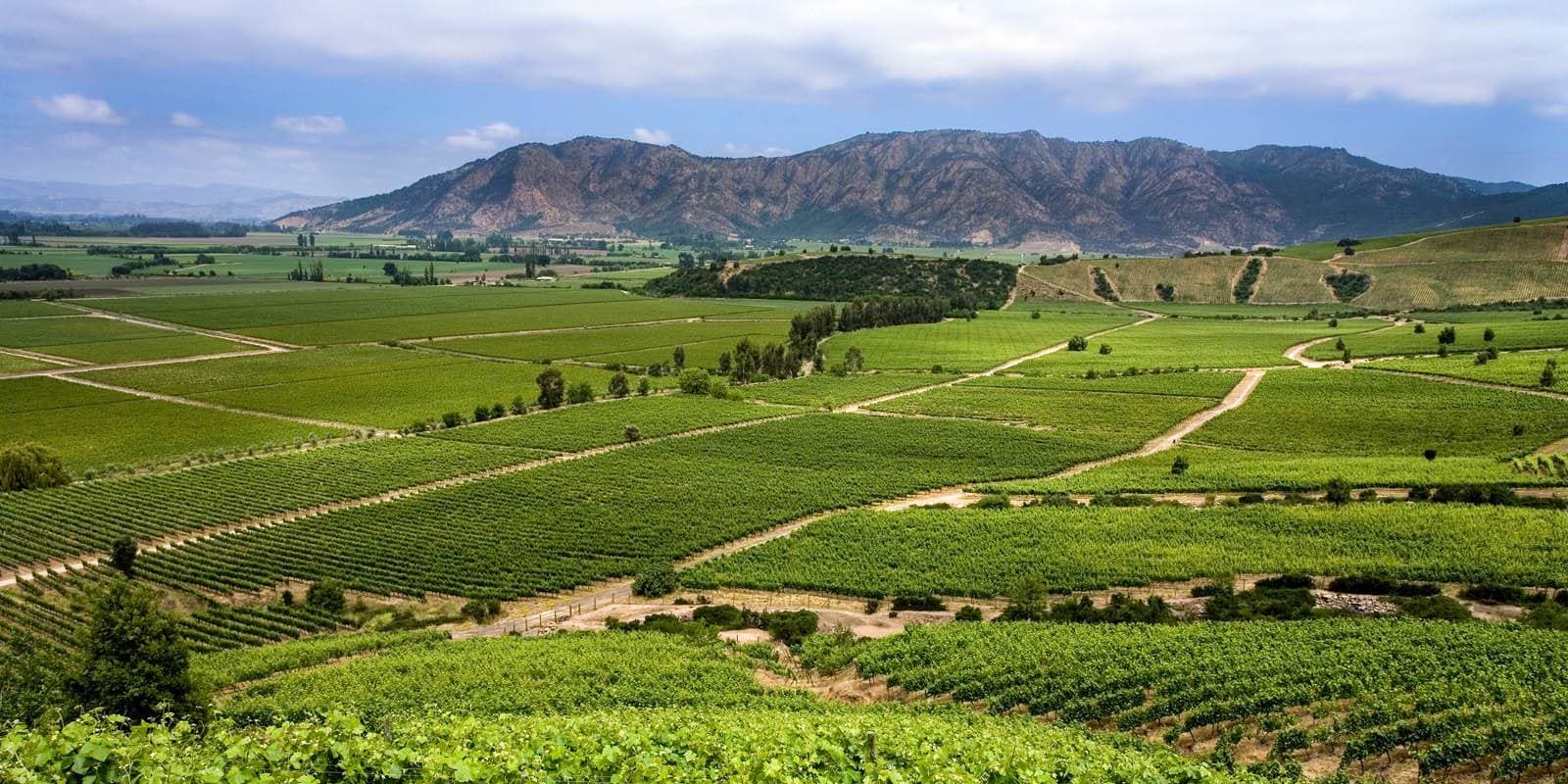 Valle de Casablanca wines and spirits
