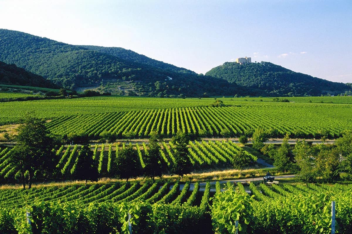 Pfalz wines and spirits