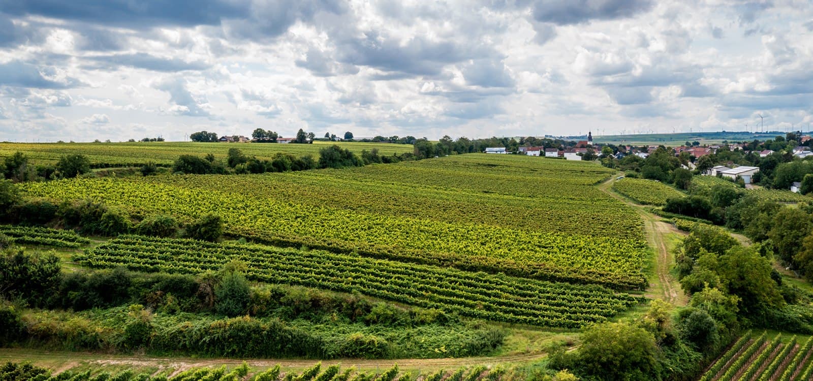 Rheinhessen wines and spirits