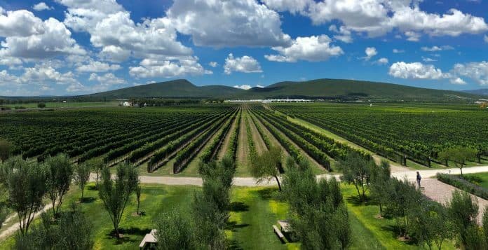 Mezcal wines and spirits