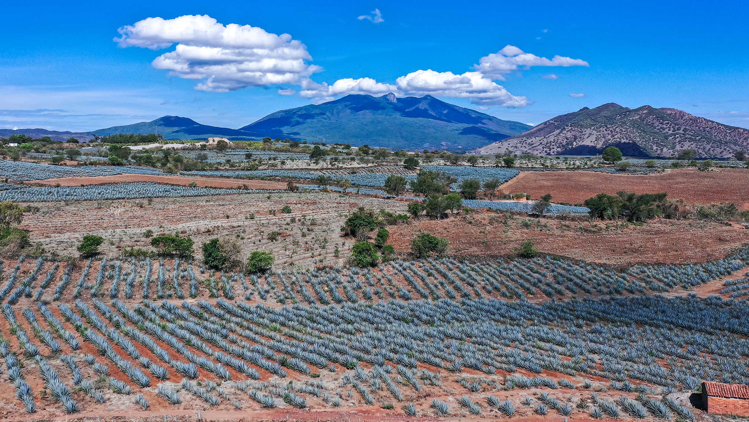 Tequila 100% de Agave