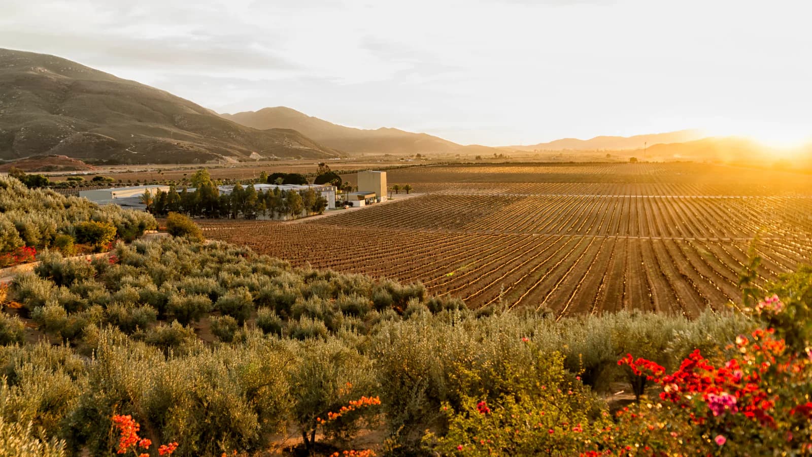 Valle de Guadalupe wines and spirits
