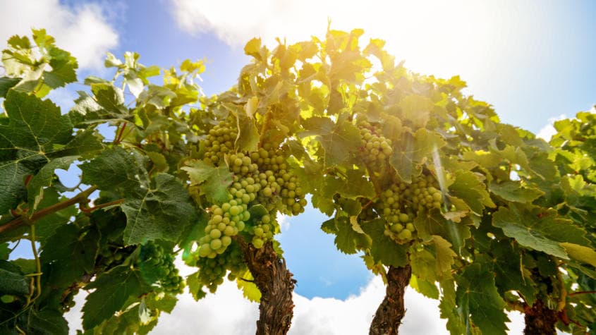 Vinho Verde wines and spirits