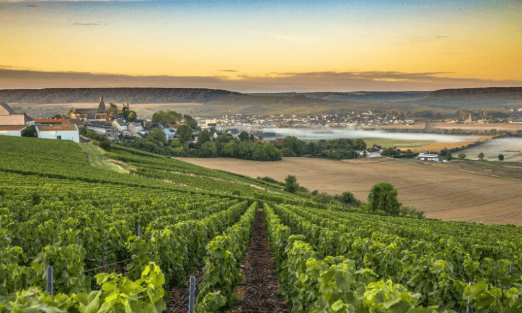 Grande Champagne wines and spirits