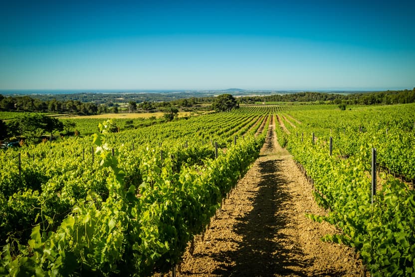 Pays d'Oc wines and spirits