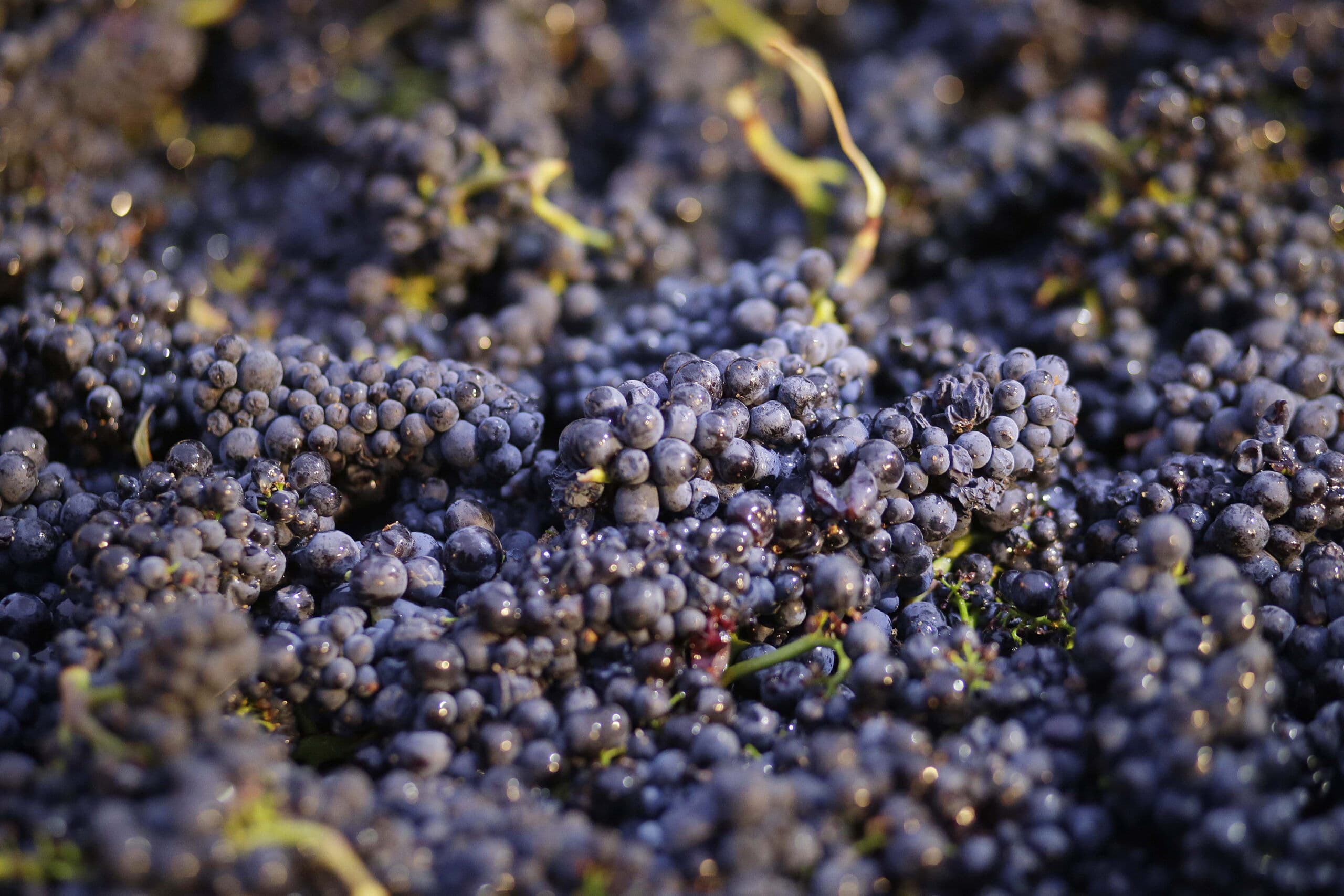 Pinot Noir