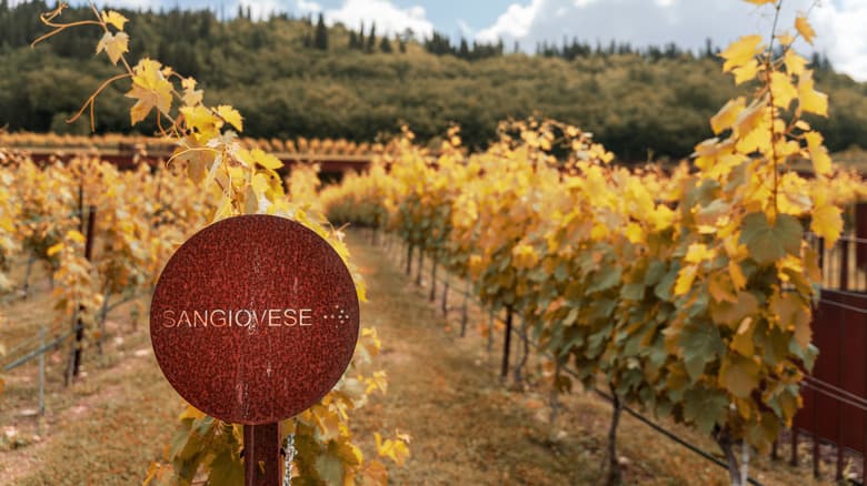 Sangiovese